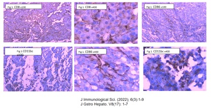 Sustained release and imaging platform